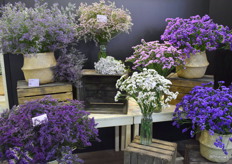 Dianthus Barbatus van Pan American.